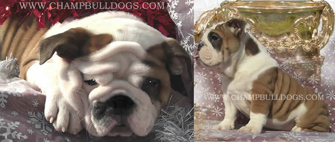 English Bulldog breeds